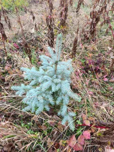 Cetinari - Borovi Jele Smrce Aris Duglazija