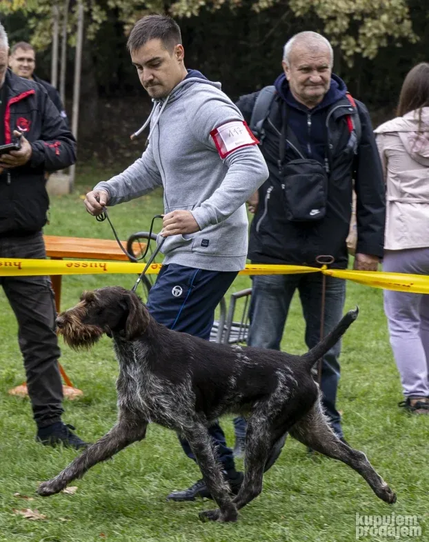 NOD-Nemački oštrodlaki dostupan za parenje !