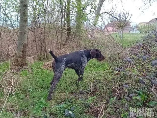 NOD-Nemački oštrodlaki dostupan za parenje !