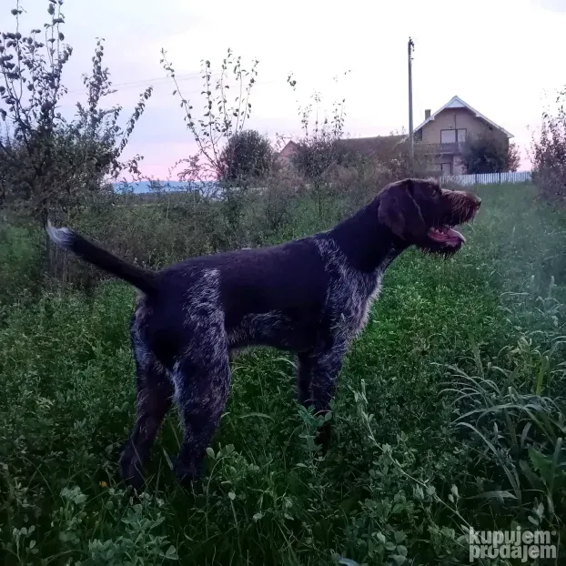 NOD-Nemački oštrodlaki dostupan za parenje !