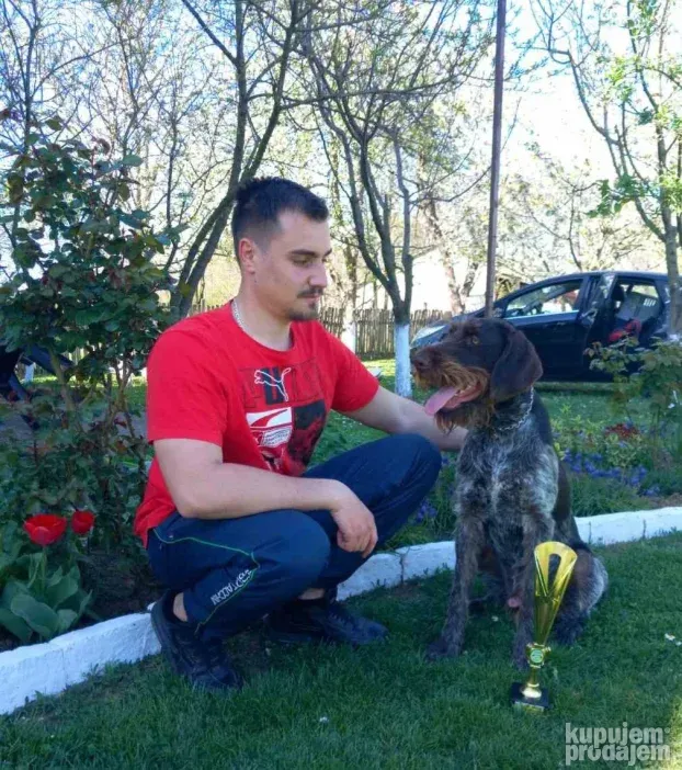 NOD-Nemački oštrodlaki dostupan za parenje !
