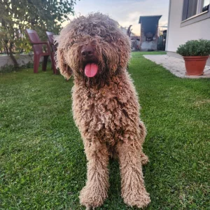 Muzjak lagoro romagnolo