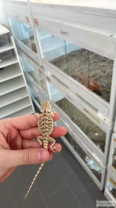 Bebe bradatih agama