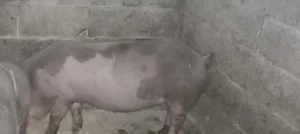 usluzni oglas na prodaju svinja oko 100 kila zvati na broj