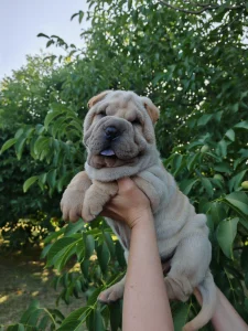 Shar pei