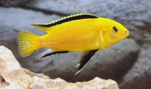karuleus