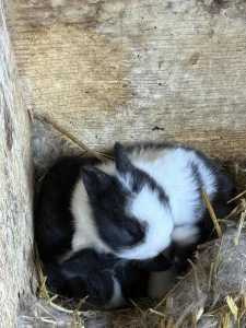 Lavlja glava, patuljasti kunici