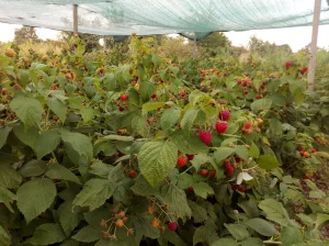 Sadnice maline polana i polka