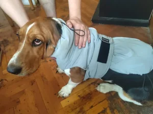 Zimako i kisno odelo za psa L velicina 13TH DOG