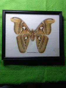 Attacus atlas moth F uramljen