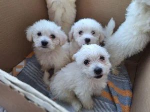 Mini maltezer