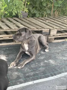 Cane Corso zenka na poklon