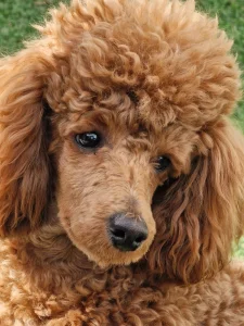 Toy pudlan parenje