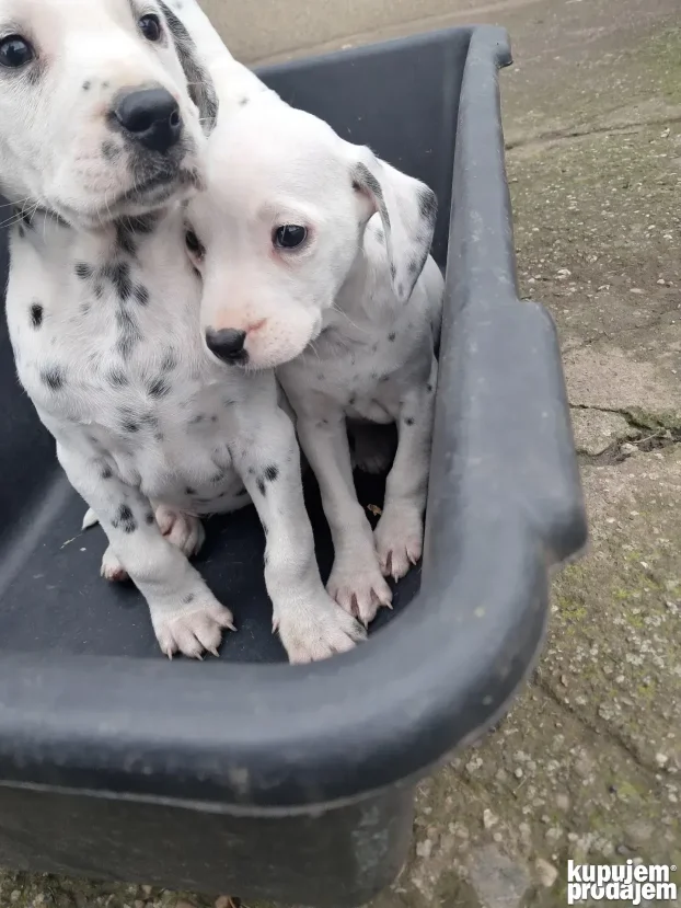 Dalmatinci stenci