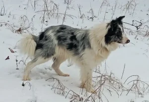 Border koli muzjak parenje