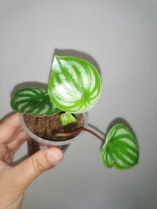 Watermelon Peperomia