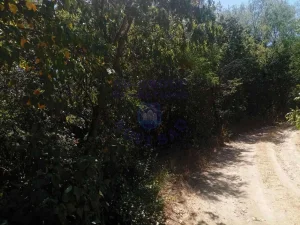 Alibegovac, 14.95 ar