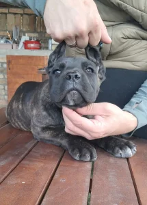 Cane corso prelepa zenka