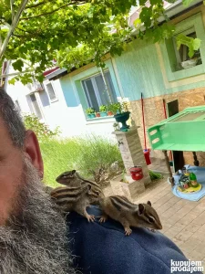 Sibirske veverice,Mongolski skočimiševi,hrčkovi