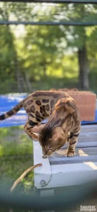 bengalski macak za parenje