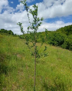 Sadnice Trnovace sljive