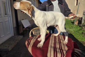 Engleski poenter štene