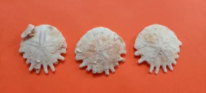 Set fosila Clypeaster