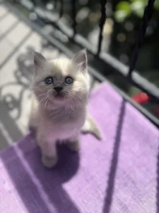 Ragdoll macici