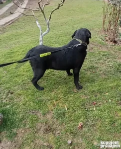 Štenci i odrasli psi