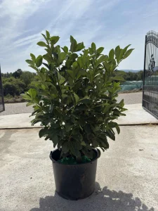 Lovor Visnja 60-70cm - busen