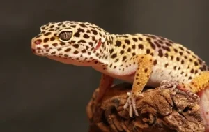 Crested i leopard gekon, bradata agama gušter