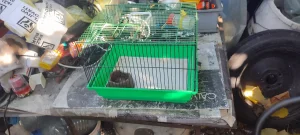 manji kavez za hrcka,leminga i ptice zeleno dno