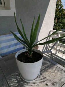 RASPRODAJA-Drvo života-juka