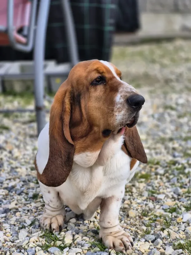 Basset
