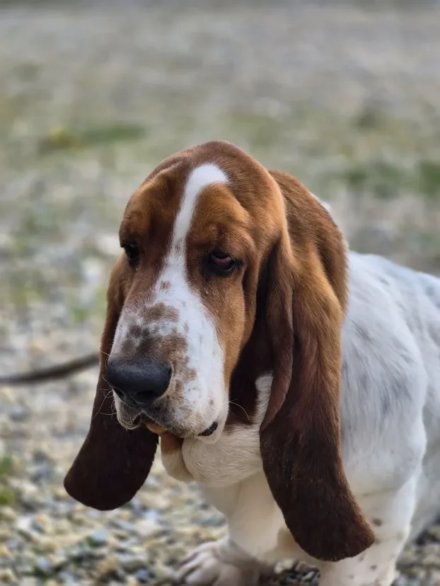 Basset