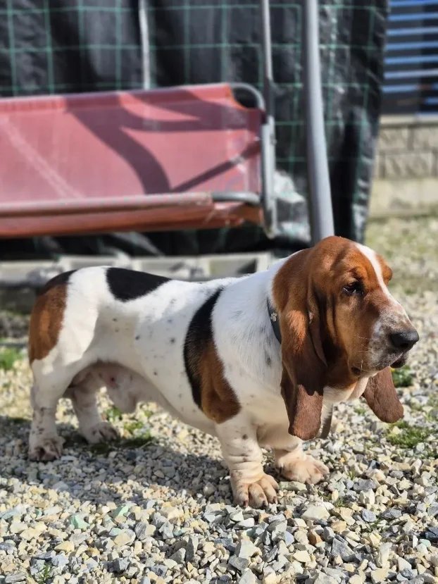 Basset
