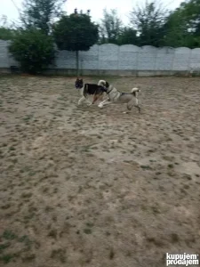 Америчка акита, штенци