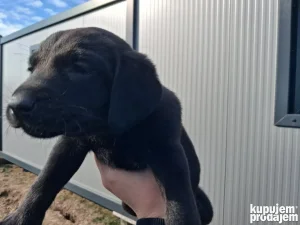 Poklanjam stence, mesanci labradora