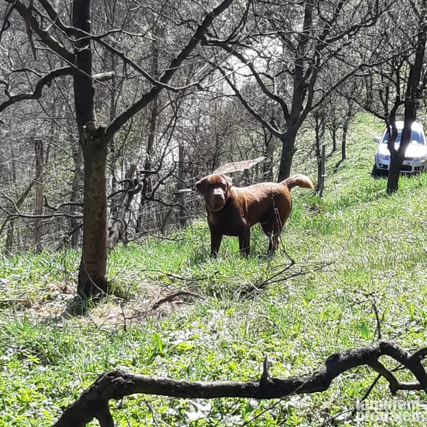 Čokoladni labrador spreman za parenje-izuzetan