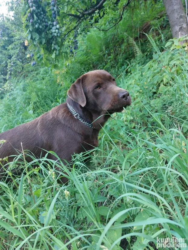 Čokoladni labrador spreman za parenje-izuzetan