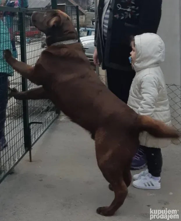 Čokoladni labrador spreman za parenje-izuzetan