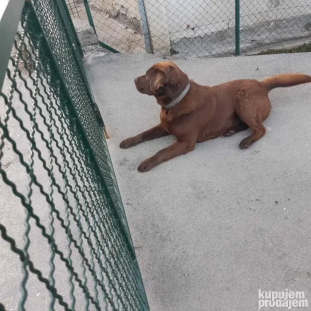 Čokoladni labrador spreman za parenje-izuzetan