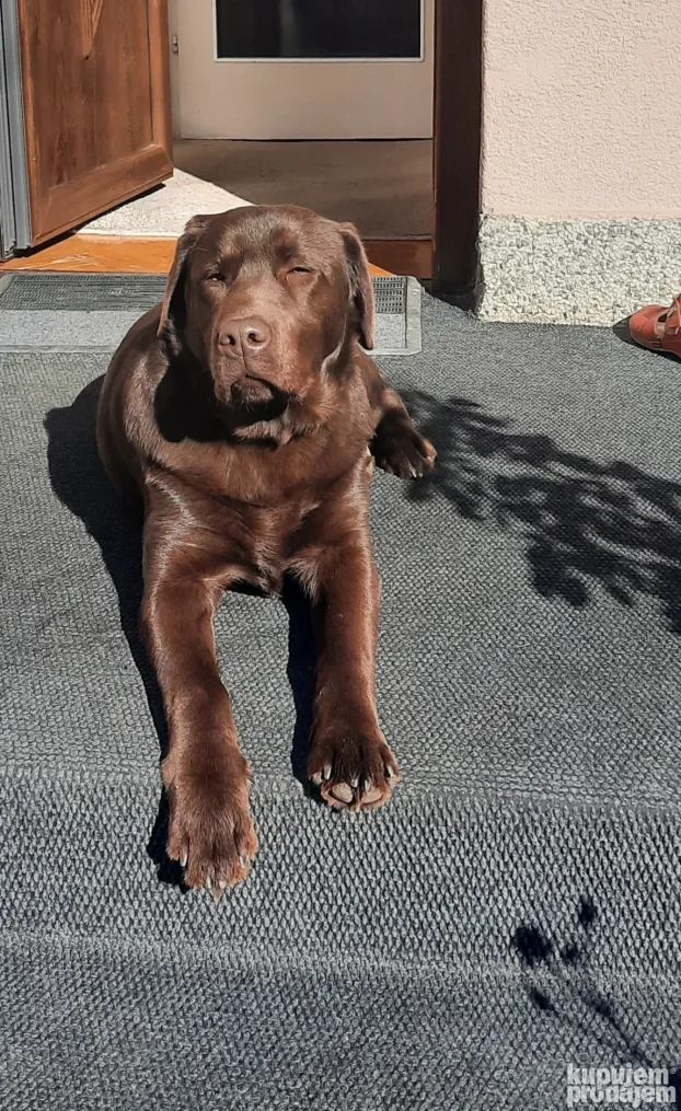 Čokoladni labrador spreman za parenje-izuzetan