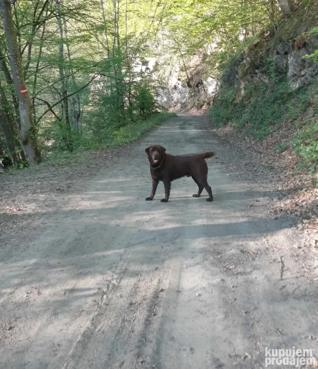Čokoladni labrador spreman za parenje-izuzetan