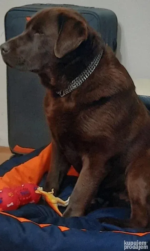 Čokoladni labrador spreman za parenje-izuzetan