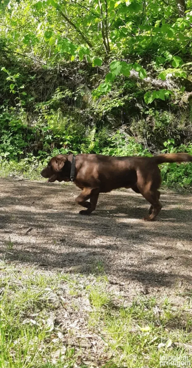 Čokoladni labrador spreman za parenje-izuzetan
