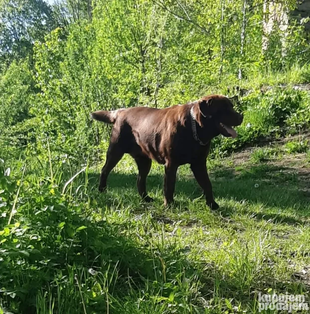 Čokoladni labrador spreman za parenje-izuzetan