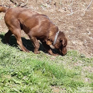 Čokoladni labrador spreman za parenje-izuzetan