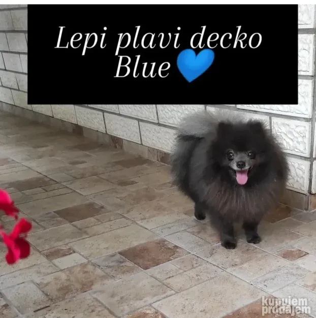 Prelep plavi Pomeranac,retka boja!