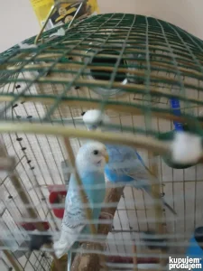 Radni par rucno hranjene tigrice i mladi par na prodaju